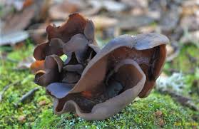 Attēlu rezultāti vaicājumam “Otidea bufonia”