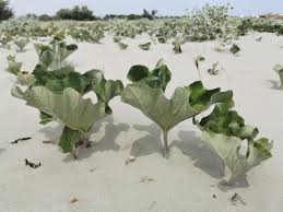 Attēlu rezultāti vaicājumam “Petasites spurius”