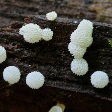 Attēlu rezultāti vaicājumam “Ceratiomyxa porioides”