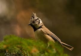 Attēlu rezultāti vaicājumam “Lophophanes cristatus adult”