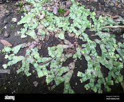 Attēlu rezultāti vaicājumam “Marchantiopsida”