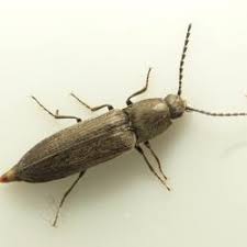 Attēlu rezultāti vaicājumam “Cidnopus aeruginosus”