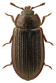 Attēlu rezultāti vaicājumam “Grynocharis oblonga”