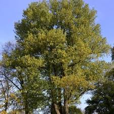 Attēlu rezultāti vaicājumam “Populus x jackii”