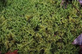 Attēlu rezultāti vaicājumam “Campylophyllum calcareum”