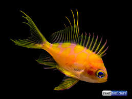 Attēlu rezultāti vaicājumam “Arthonia byssacea”