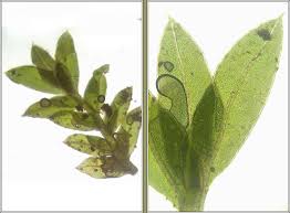 Attēlu rezultāti vaicājumam “Fissidens bryoides”