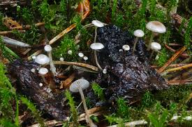 Attēlu rezultāti vaicājumam “Collybia cirrhata”