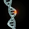 Punnett's Square » Genes revealed