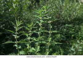 Attēlu rezultāti vaicājumam “Lycopus europaeus flower”