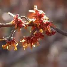 Attēlu rezultāti vaicājumam “Hamamelis vernalis flower”