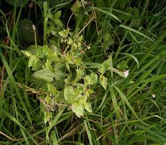 Attēlu rezultāti vaicājumam “Epilobium montanum”