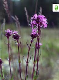 Attēlu rezultāti vaicājumam “Silene viscaria leaf”