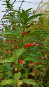 Image result for Cuphea ignea