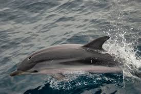 Image result for Stenella coeruleoalba