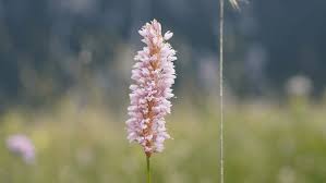 Attēlu rezultāti vaicājumam “Bistorta major flower”