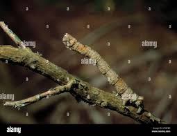 Attēlu rezultāti vaicājumam “Odontopera bidentata”