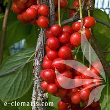 Attēlu rezultāti vaicājumam “Schisandra chinensis”