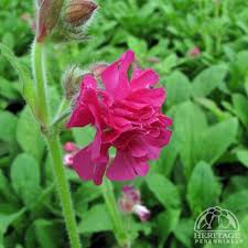 Image result for Silene dioica
