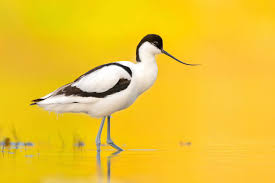 Attēlu rezultāti vaicājumam “Recurvirostra avosetta”