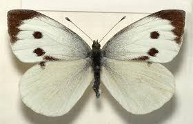 Attēlu rezultāti vaicājumam “Pieris brassicae male”