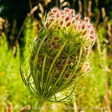 Attēlu rezultāti vaicājumam “Daucus sativus flower”