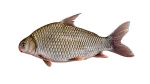 Image result for Carpiodes velifer