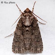 Attēlu rezultāti vaicājumam “Noctuidae”