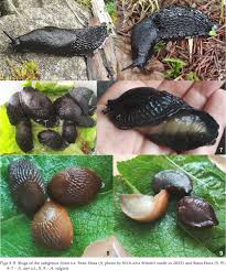 Attēlu rezultāti vaicājumam “Arion lusitanicus adult”