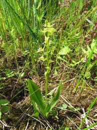 Attēlu rezultāti vaicājumam “Liparis loeselii leaf”