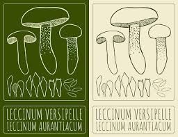Attēlu rezultāti vaicājumam “Leccinum versipelle”