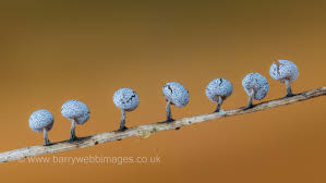 Attēlu rezultāti vaicājumam “Physarum leucophaeum macro”