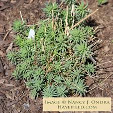 Image result for Linaria purpurea