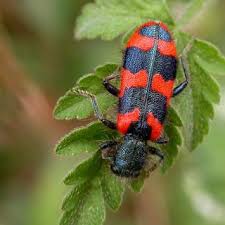 Attēlu rezultāti vaicājumam “Thanasimus formicarius”