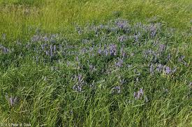 Attēlu rezultāti vaicājumam “Vicia cracca flower”