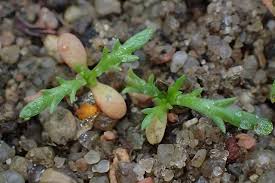 Attēlu rezultāti vaicājumam “Tripleurospermum inodorum leaf”