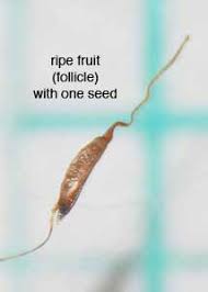 Attēlu rezultāti vaicājumam “Typha angustifolia  fruit”