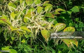 Attēlu rezultāti vaicājumam “Reynoutria japonica flower”