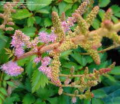 Attēlu rezultāti vaicājumam “Astilbe chinensis bud”