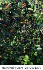 Attēlu rezultāti vaicājumam “x Sorbaronia fallax”