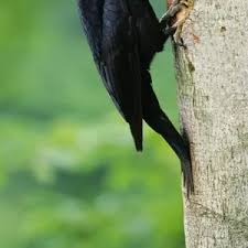 Attēlu rezultāti vaicājumam “Dryocopus martius nest”