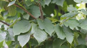 Attēlu rezultāti vaicājumam “Tilia tomentosa leaf”