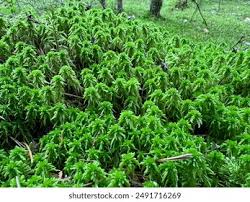 Attēlu rezultāti vaicājumam “Sphagnum girgensohnii”