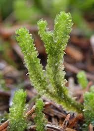 Attēlu rezultāti vaicājumam “Barbilophozia lycopodioides macro”