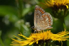 Attēlu rezultāti vaicājumam “Aricia artaxerxes”