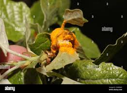 Attēlu rezultāti vaicājumam “Phragmidium sp.”