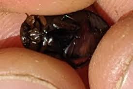 Attēlu rezultāti vaicājumam “Hydaticus transversalis”