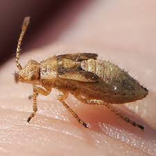 Attēlu rezultāti vaicājumam “Corizus hyoscyami imago”