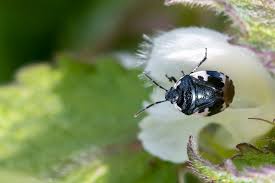 Attēlu rezultāti vaicājumam “Tritomegas bicolor”