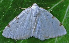 Attēlu rezultāti vaicājumam “Lomographa bimaculata”